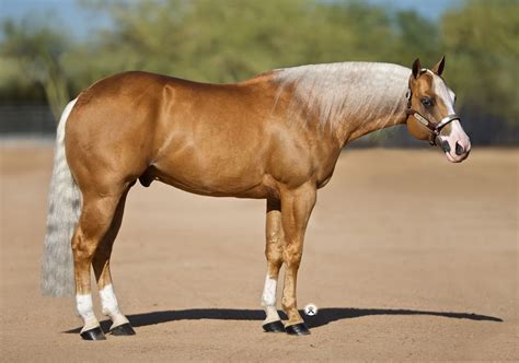 The horse was wearing a fairly new halter with an attached lead. . Palomino gunner stallion